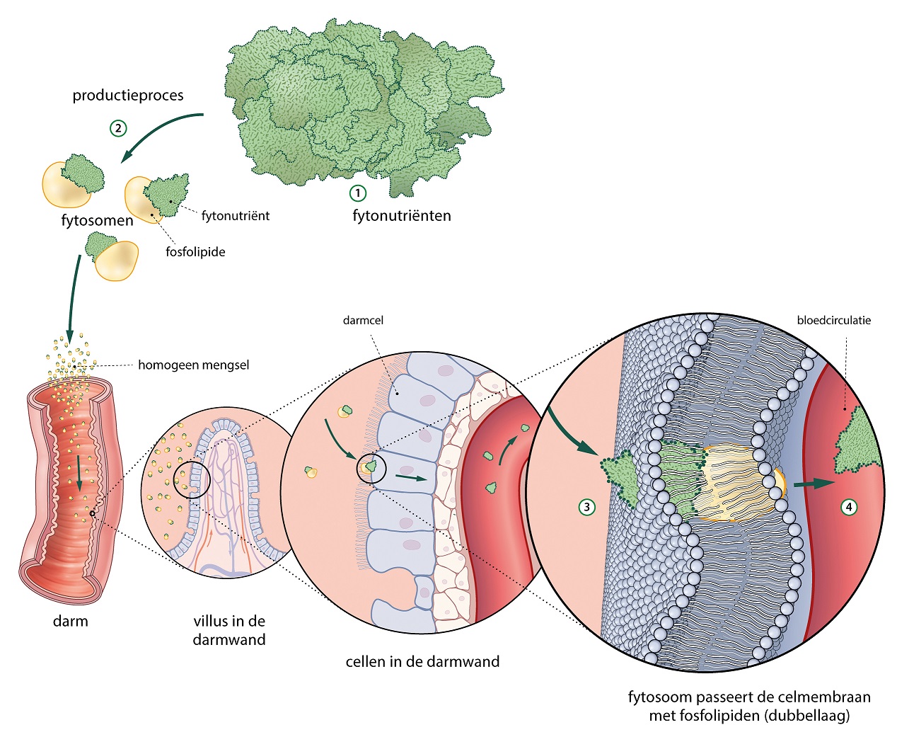 quercetine - phytosoom